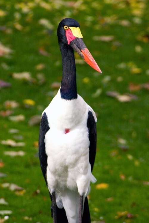 Saddle Stork Stork Bird Bill Portrait