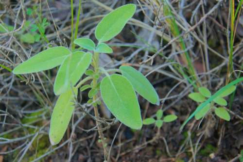 Sage Forest Nature Green