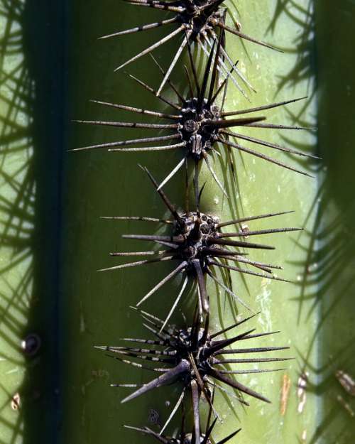 Saguaro Spines Cactus Arizona Desert Tucson