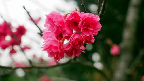 Sakura Flower Cherry Blossoms