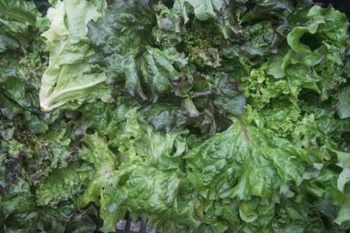 Salad Lettuce Green Food Healthy Vegetable Fresh