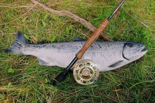 Salmon Rod Reel Alaska Fishing Fish River Catch