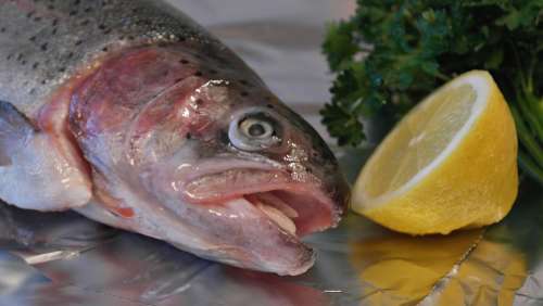 Salmon Trout Trout Fish Fish Head Lemon Eat Food