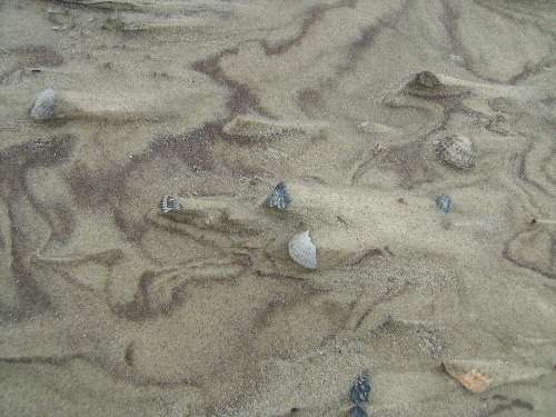 Sand Mussels Beach Nature Sand Beach