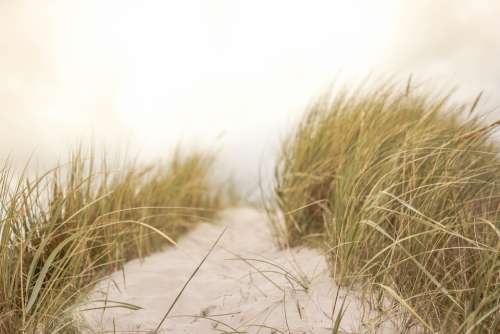 Sand Grass Beach Nature Summer Coastal Seaside