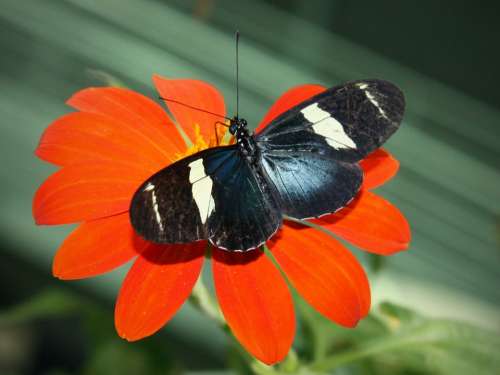 Sara Longwing Butterfly Insect Heliconius Sara