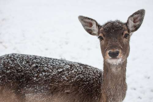 Sarna Animal Mammal Winter Wild Hart Fallow