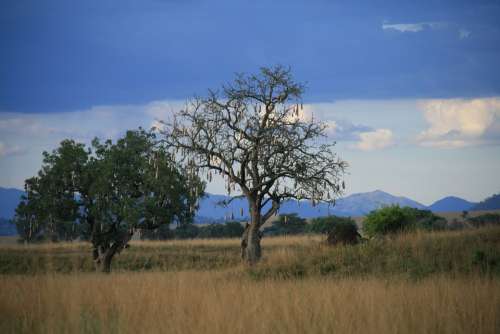 Sausage Tree Uganda Nature Africa Safari Landscape