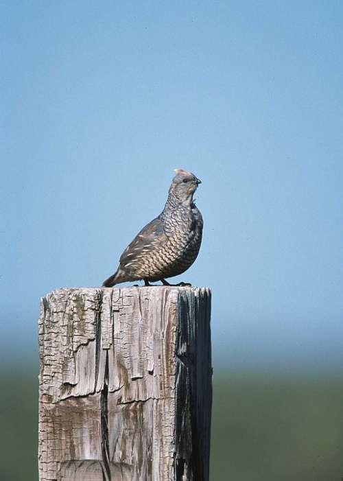 Scaled Quail Perched Post Bird Fowl Wildlife