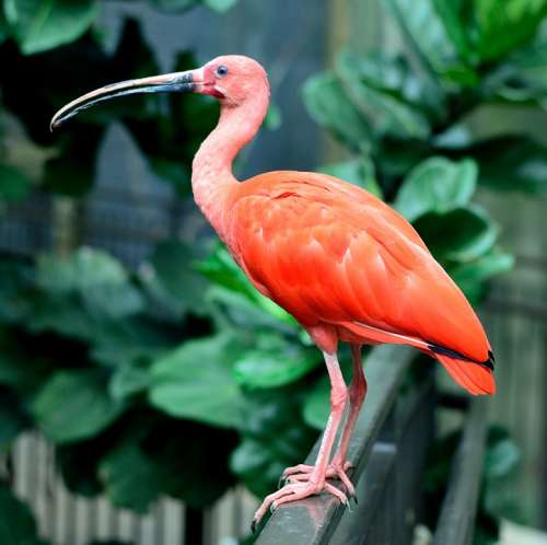 Scarlet Ibis Bird Wings Feather Wildlife Beak