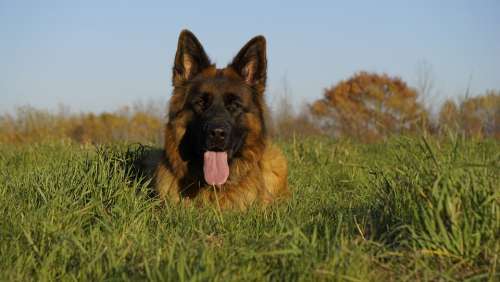 Schäfer Dog German Shepherd Old German Shepherd Dog