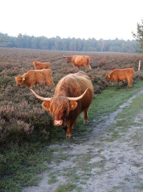 Scottish Highlanders Cow Beef Calves Heide Cows