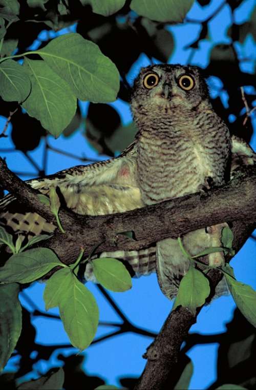 Screech Owl Bird Predator Nocturnal Bird Of Prey