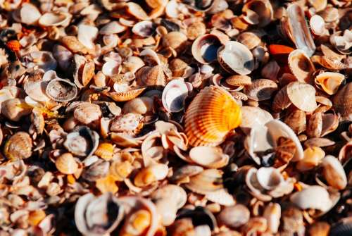 Sea Beach Orange Shore Pearl Seashells Seashell