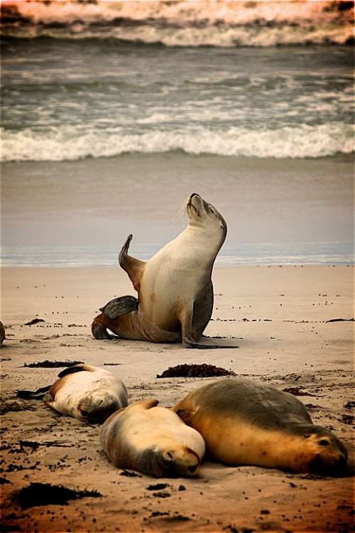 Sea Beach Sand Animals Seashore Shore Seals