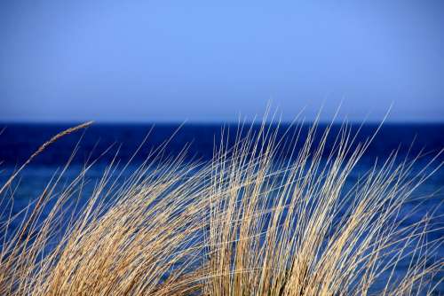 Sea Water Blue Grass Dunes Marram Grass Nature