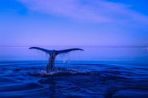 Sea Ocean Water Humpback Whale Breaching Tail Fin