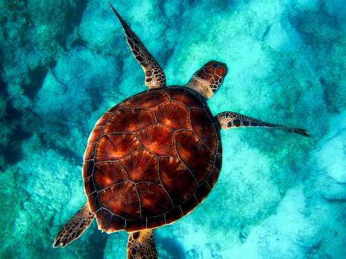 Sea Turtle Diving Animal Ocean Wildlife Closeup