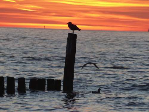 Sea Sunset Abendstimmung Gull