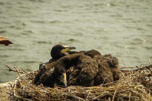 Sea Ship Costinesti Water Birds Summer Romania