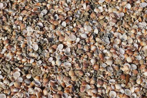 Sea Seashells Beach