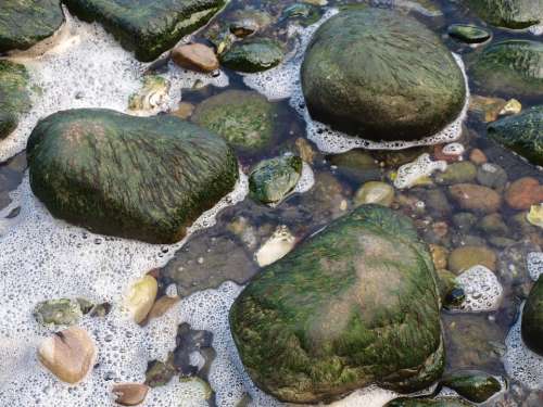 Sea Stones Seaweed Rock Green