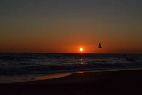 Sea Seagull Sunset