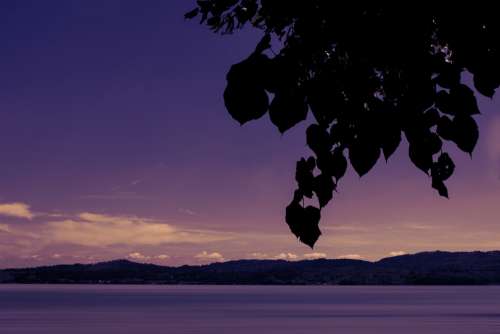 Sea Lake Water Sunset Leaves Violet Sky Water