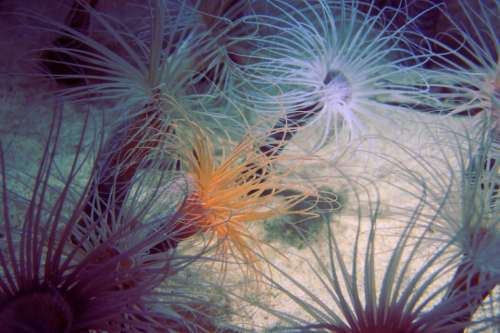 Sea Anemone Jellyfish Aquarium Underwater Ocean