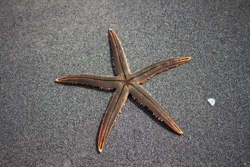 Sea Star Beach Marine Fauna Star