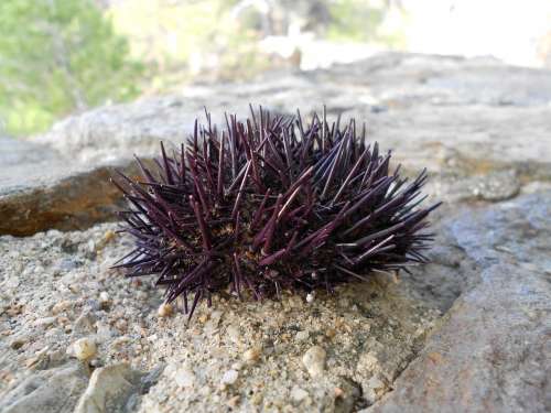 Sea Urchin Animal Nature Marine Natural Wildlife