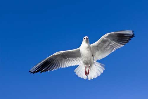 Seagull Flying Bird Fly Wildlife Flight Wild