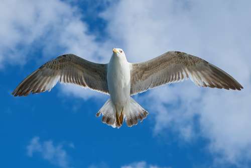 Seagull Bird Fly Animal Freedom Wings Air