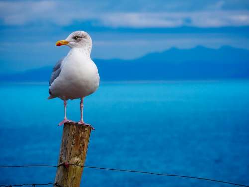 Seagull Gull Bird Wildlife Sea Ocean Closeup