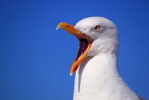 Seagull Sky Vacations Bird Bill Feather Animal