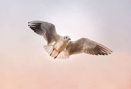 Seagull Nature Animal Bird Wing Float Sky
