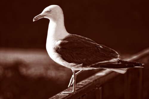 Seagull Gull Bird Seabird Animal Wildlife Plumage