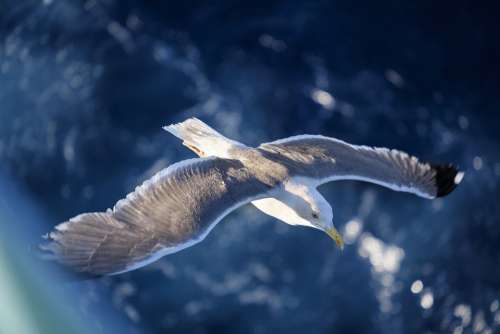 Seagull Bird Water Bird Seevogel Flying Flight