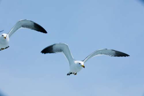 Seagull Sea Wings New