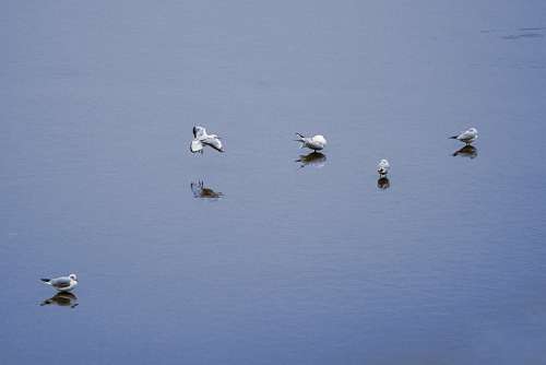 Seagull Lake Bird Flying Water Bird Animal World
