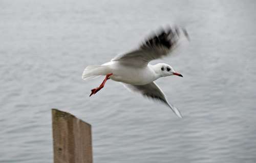 Seagull Flight Dynamics Lake Wing