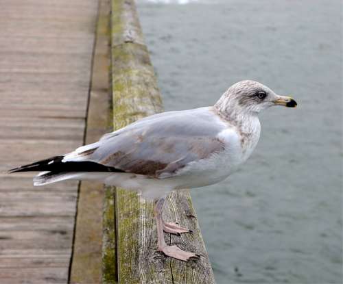 Seagull Baltic Sea Maritime Water Bird