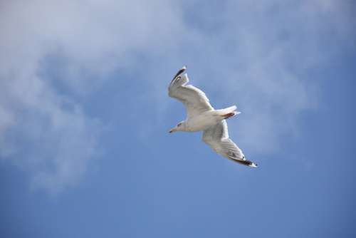 Seagull Blue Sky Bird Nature Sea Flying