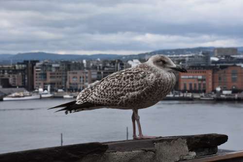 Seagull Oslo City From Above Norway Port
