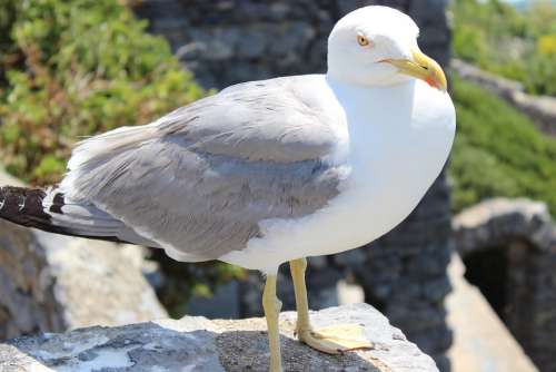 Seagull Animal Bird Wildlife