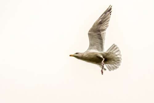Seagull Bird Animal Nature Flying Flight Gull