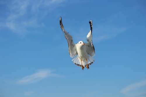 Seagull Bird Sky Nobility Flying Animal Nature