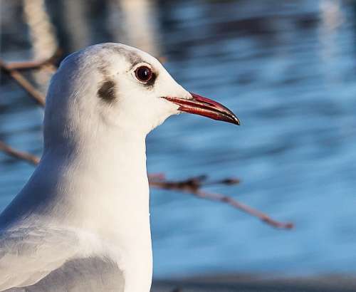 Seagull Bird Animal Animal World Nature Water Bird