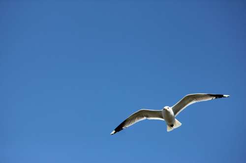 Seagull Himmel Bird Nature Animal Life Fly Wings