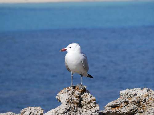 Seagull Sea Mediterranean Bird Animal Nature